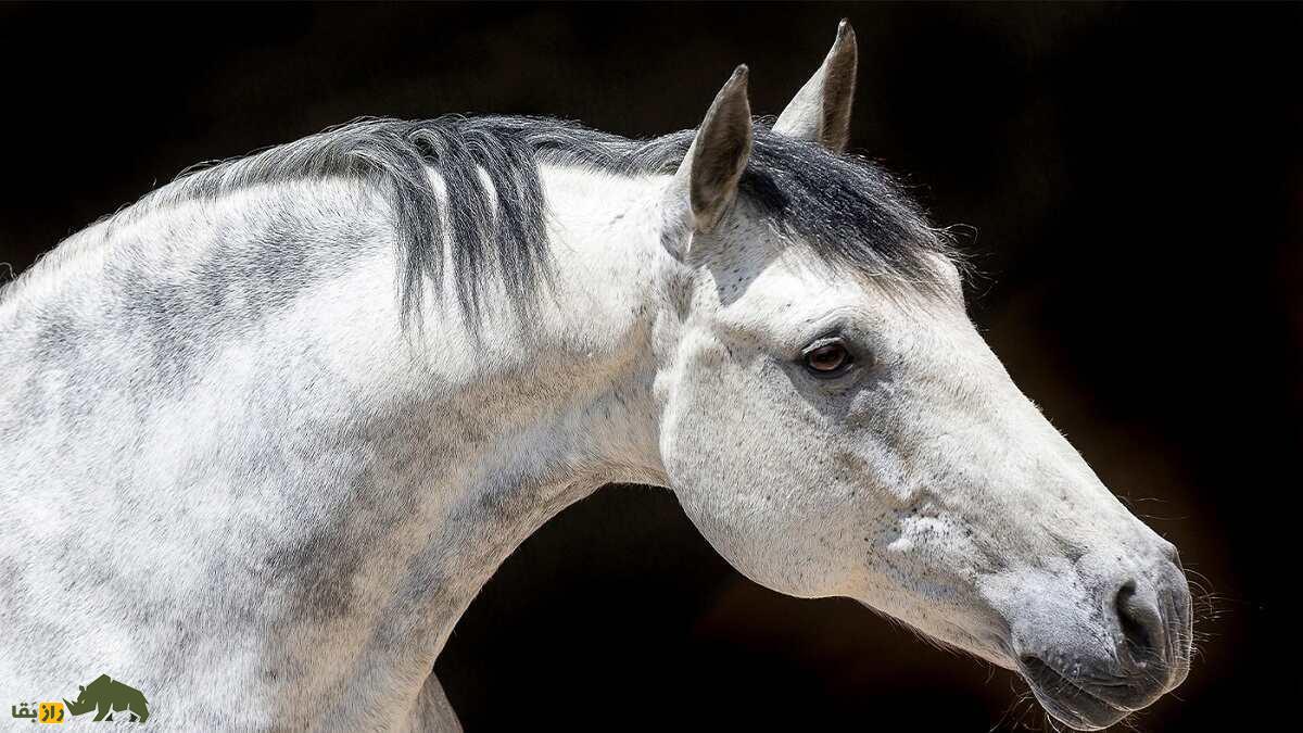 اسب اندلسی؛ اسب مشهوری که شاخ دارد و در فیلم‌های «گلادیاتور» و «ارباب حلقه‌ها» بازی کرد