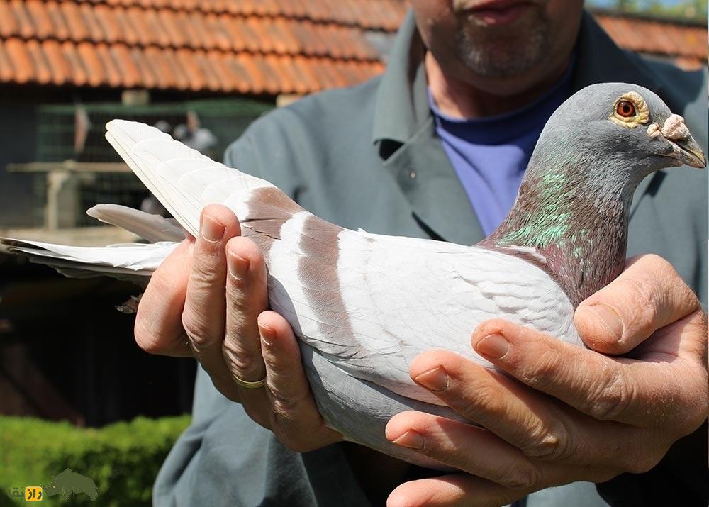 نیو بلیکسِم؛ کبوتر بلژیکی که با قیمت ۲۲ میلیارد تومان فروخته شد