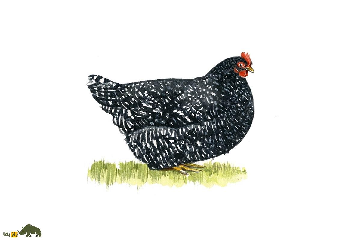 مرغ و خروس دامپی اسکاتلندی (Scots Dumpy)؛ نژاد معروف به کوتوله که طول پاهایش فقط ۳ سانتیمتر است