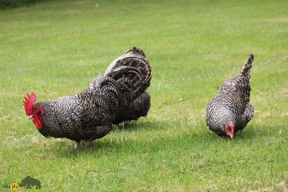 مرغ و خروس دامپی اسکاتلندی (Scots Dumpy)؛ نژاد معروف به کوتوله که طول پاهایش فقط ۳ سانتیمتر است