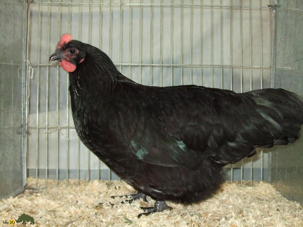 مرغ و خروس دامپی اسکاتلندی (Scots Dumpy)؛ نژاد معروف به کوتوله که طول پاهایش فقط ۳ سانتیمتر است