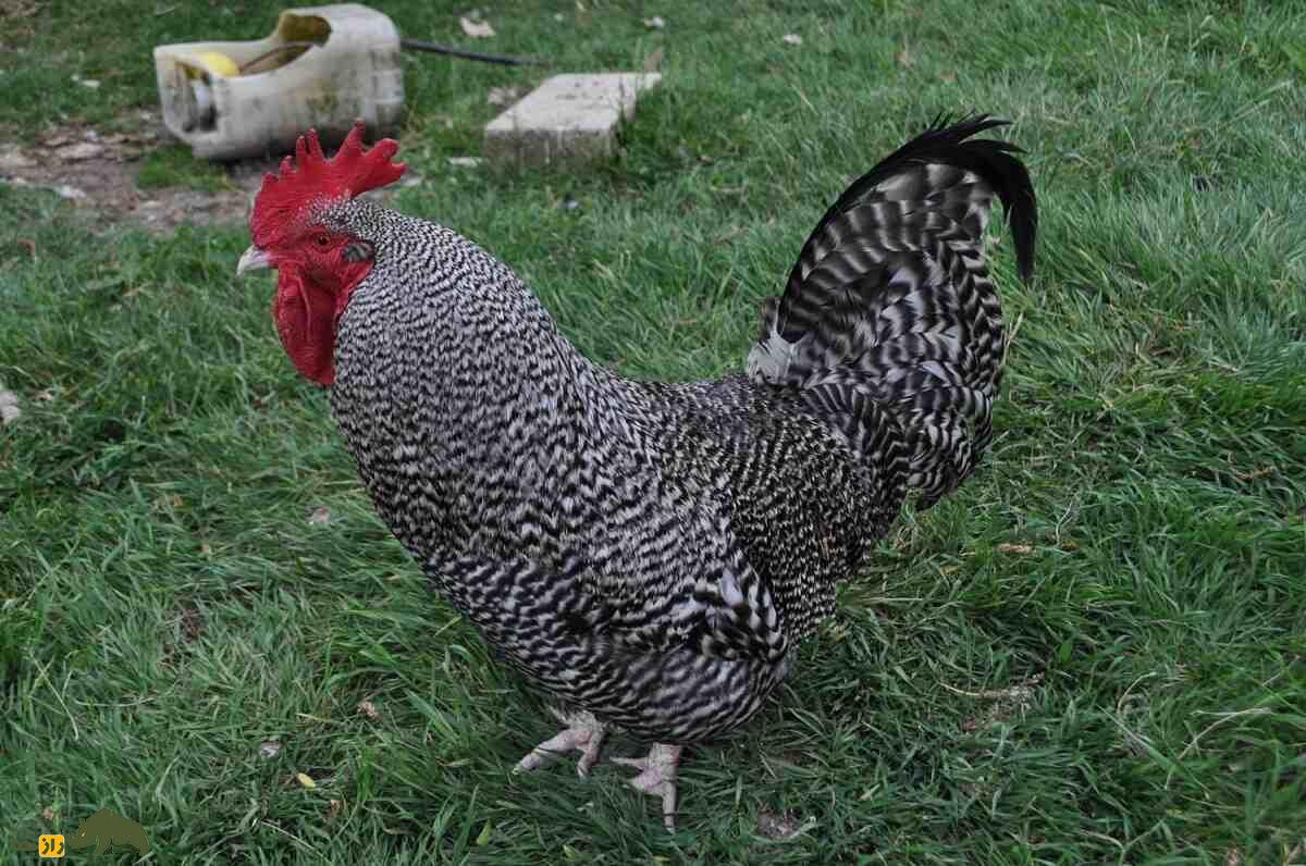 مرغ و خروس دامپی اسکاتلندی (Scots Dumpy)؛ نژاد معروف به کوتوله که طول پاهایش فقط ۳ سانتیمتر است