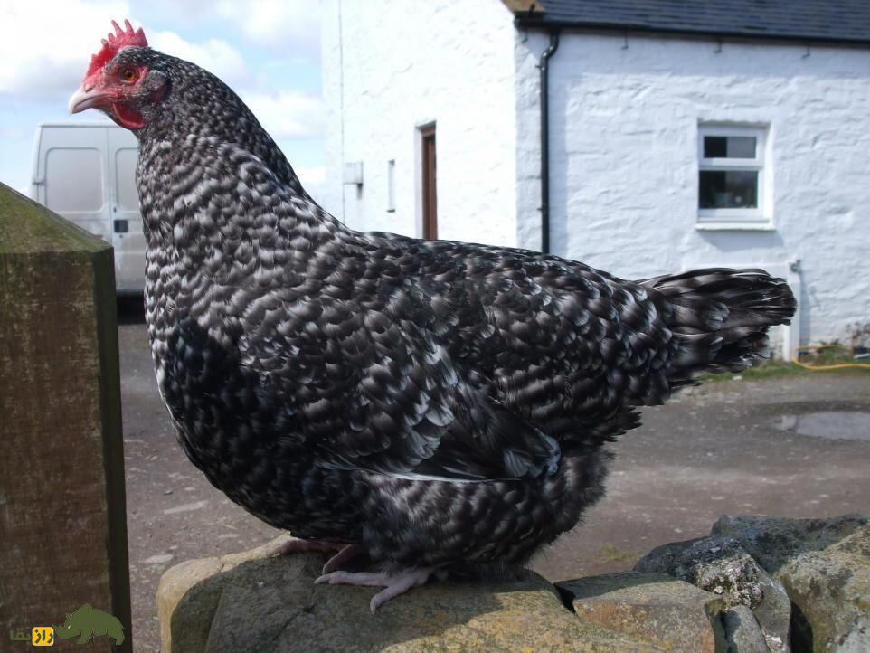 مرغ و خروس دامپی اسکاتلندی (Scots Dumpy)؛ نژاد معروف به کوتوله که طول پاهایش فقط ۳ سانتیمتر است