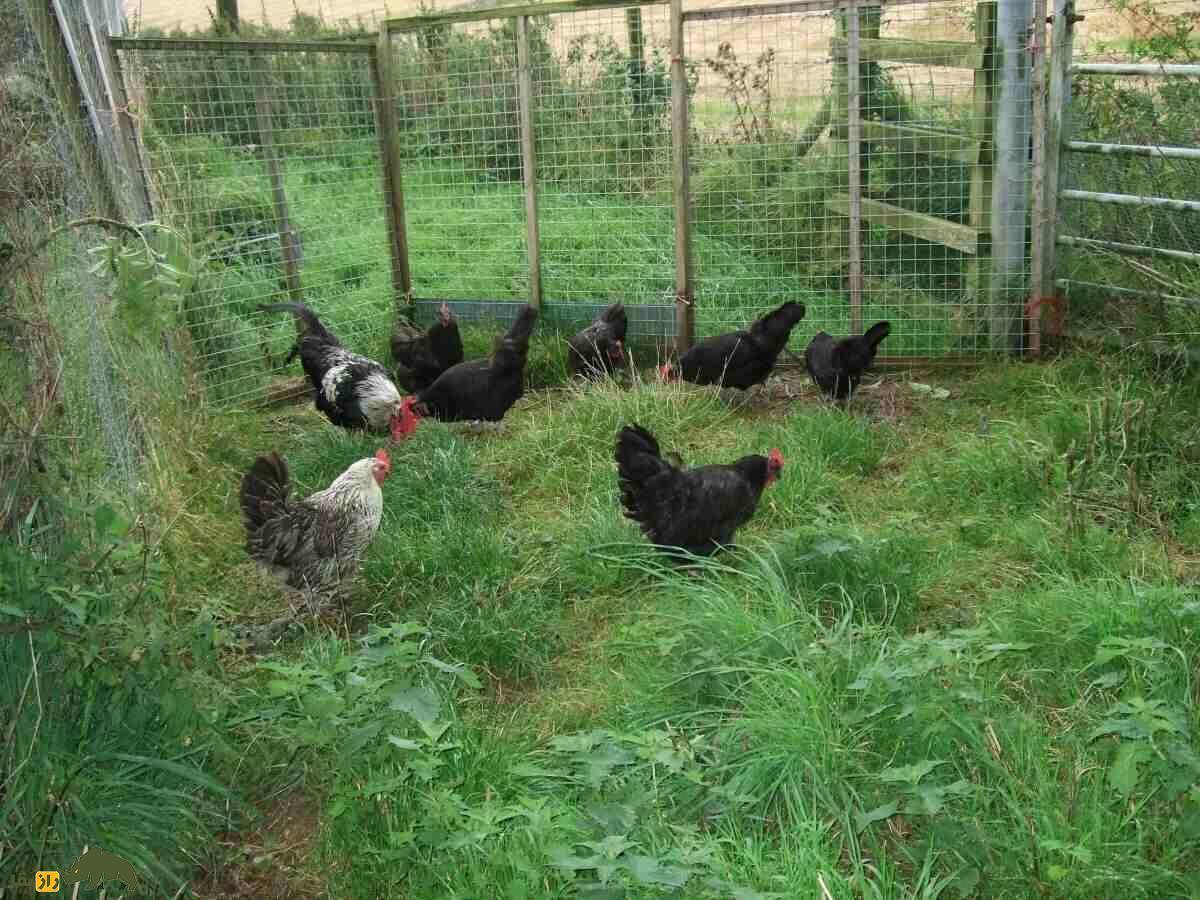 مرغ و خروس دامپی اسکاتلندی (Scots Dumpy)؛ نژاد معروف به کوتوله که طول پاهایش فقط ۳ سانتیمتر است