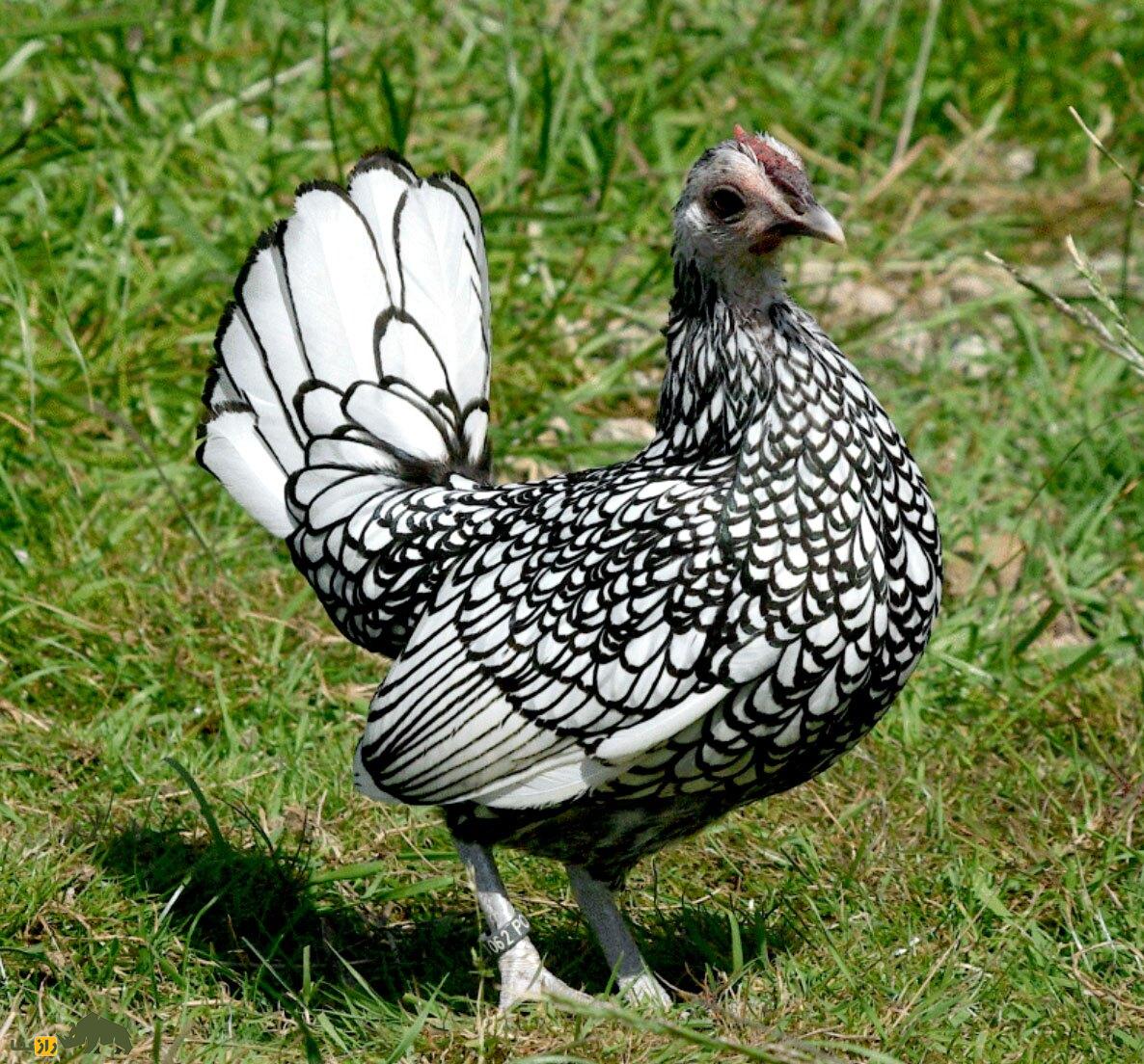 مرغ سبرایت؛ مرغ مینیاتوری و نیم کیلویی که هیچکس باور نمیکند واقعی باشد! مرغ سبرایت؛ مرغ مینیاتوری و نیم کیلویی که هیچکس باور نمیکند واقعی باشد!