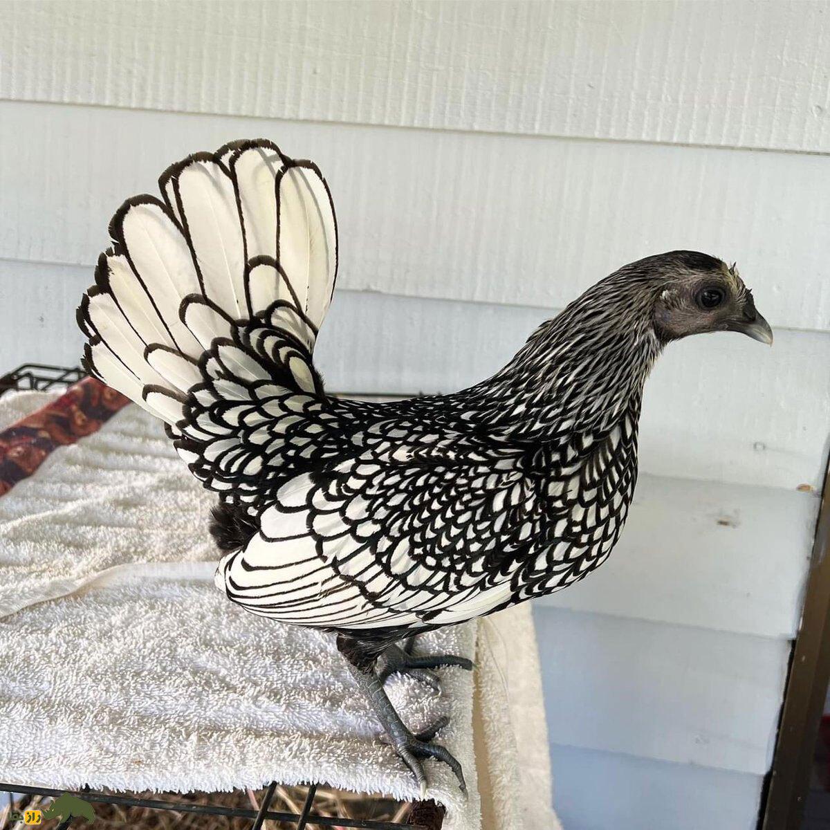 مرغ سبرایت؛ مرغ مینیاتوری و نیم کیلویی که هیچکس باور نمیکند واقعی باشد! مرغ سبرایت سیاه و سفید