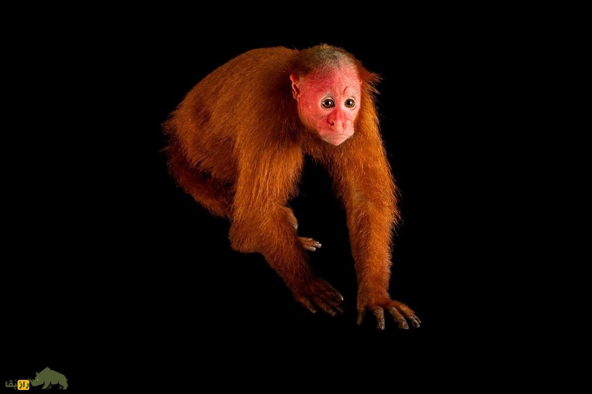 یوآکاری؛ میمون ترسناکی که صورتش شبیه جمجمه است و بر اساس رنگ صورت جفت‌گیری می‌کند