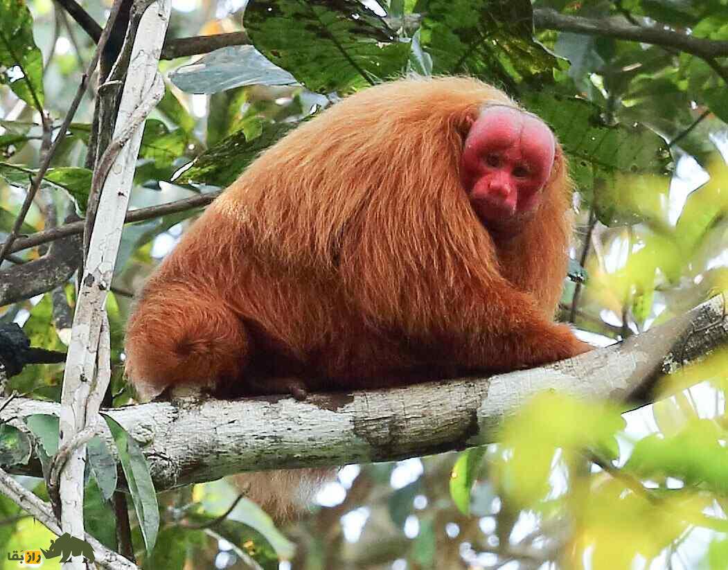 یوآکاری؛ میمون ترسناکی که صورتش شبیه جمجمه است و بر اساس رنگ صورت جفت‌گیری می‌کند