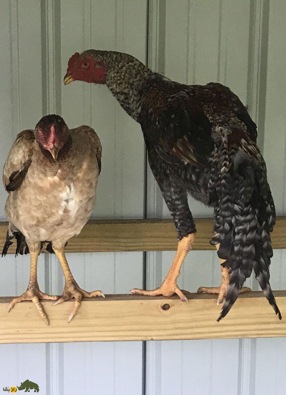 خروس لاری؛ هیولای جنگی ایرانی که با عقاب میجنگد! | کدام نژاد خروس لاری بهتر است، ایرانی یا افغان؟ خروس لاری در کنار یک مرغ