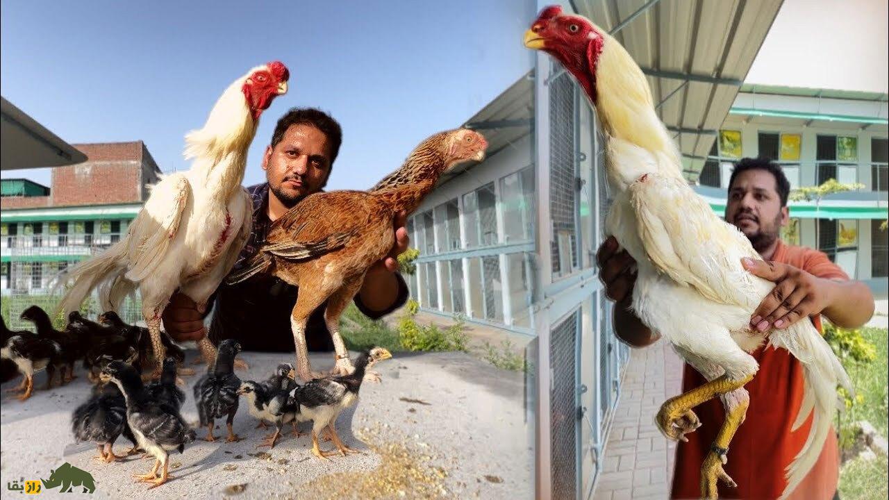 خروس لاری؛ هیولای جنگی ایرانی که با عقاب میجنگد! | کدام نژاد خروس لاری بهتر است، ایرانی یا افغان؟ خروس لاری غولپیکر سغید رنگ در دستان یک مرد