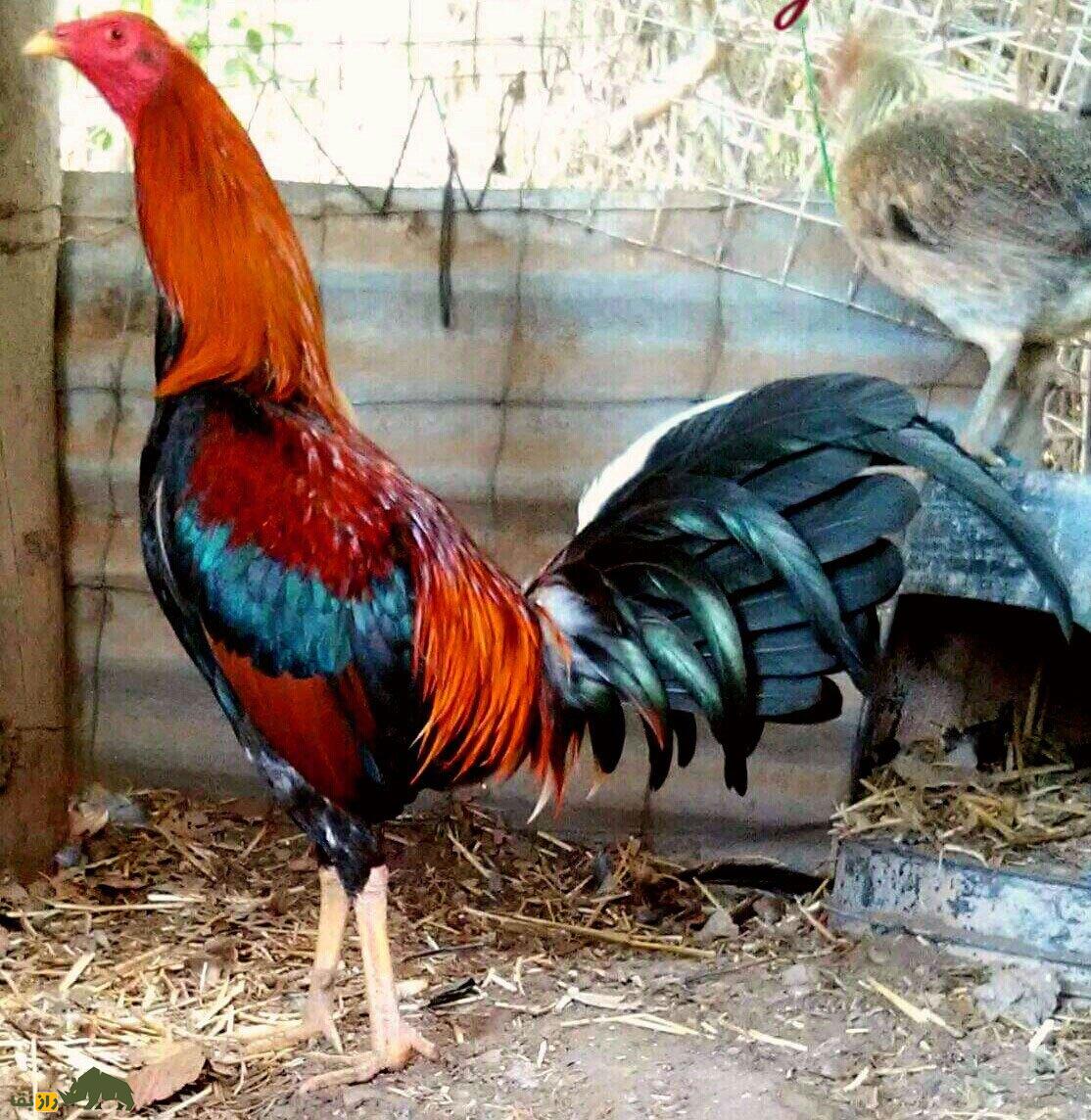 خروس لاری؛ هیولای جنگی ایرانی که با عقاب میجنگد! | کدام نژاد خروس لاری بهتر است، ایرانی یا افغان؟ خروس لاری؛ هیولای جنگی ایرانی که با عقاب میجنگد! | کدام نژاد خروس لاری بهتر است، ایرانی یا افغان؟