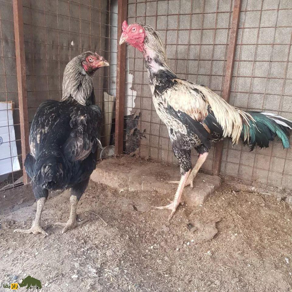 خروس لاری؛ هیولای جنگی ایرانی که با عقاب میجنگد! | کدام نژاد خروس لاری بهتر است، ایرانی یا افغان؟ خروس لاری؛ هیولای جنگی ایرانی که با عقاب میجنگد! | کدام نژاد خروس لاری بهتر است، ایرانی یا افغان؟