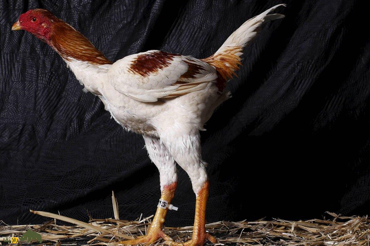 خروس لاری؛ هیولای جنگی ایرانی که با عقاب میجنگد! | کدام نژاد خروس لاری بهتر است، ایرانی یا افغان؟ خروس مالای جد خروس لاری به رنگ سفید و حنایی