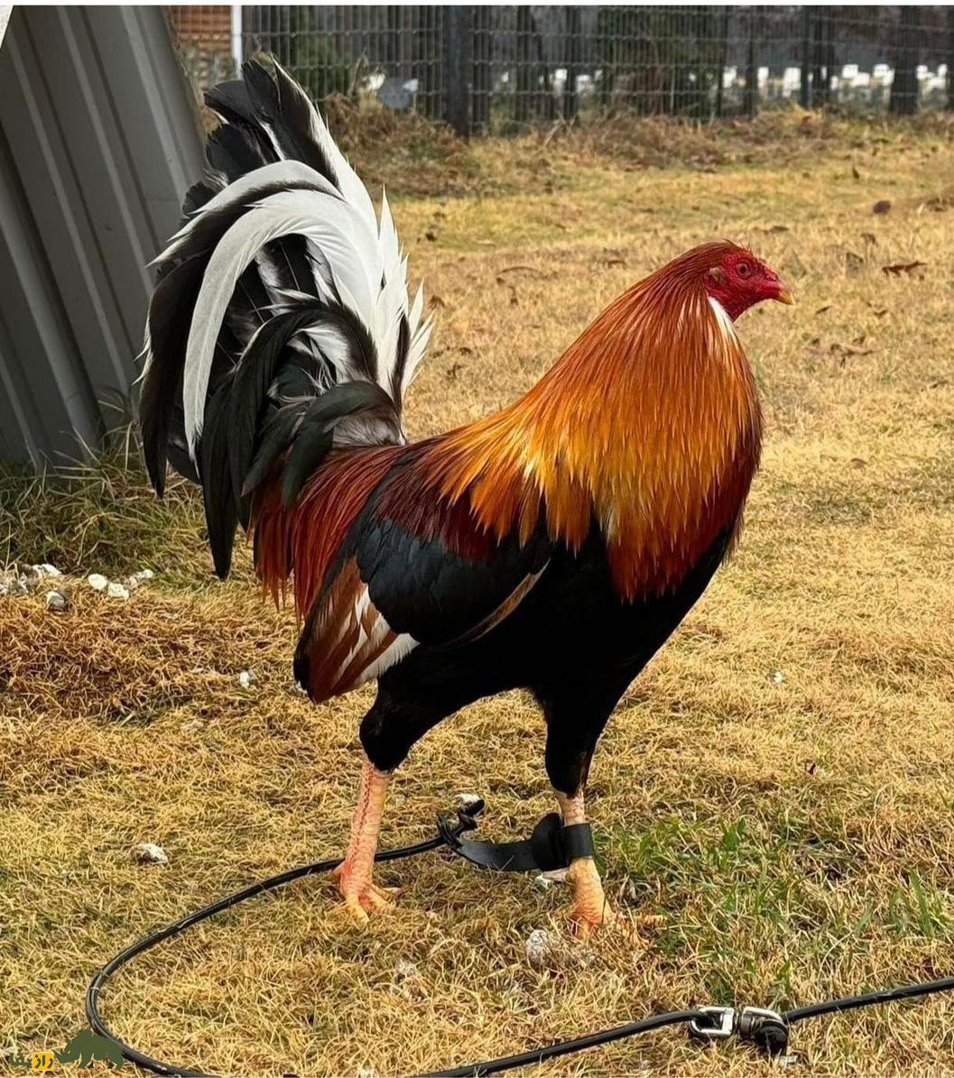 خروس لاری؛ هیولای جنگی ایرانی که با عقاب میجنگد! | کدام نژاد خروس لاری بهتر است، ایرانی یا افغان؟ خروس گالوس آمریکایی