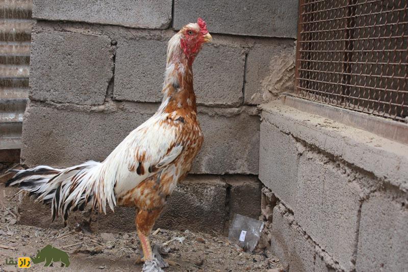 خروس لاری؛ هیولای جنگی ایرانی که با عقاب میجنگد! | کدام نژاد خروس لاری بهتر است، ایرانی یا افغان؟ خروس لاری؛ هیولای جنگی ایرانی که با عقاب میجنگد! | کدام نژاد خروس لاری بهتر است، ایرانی یا افغان؟