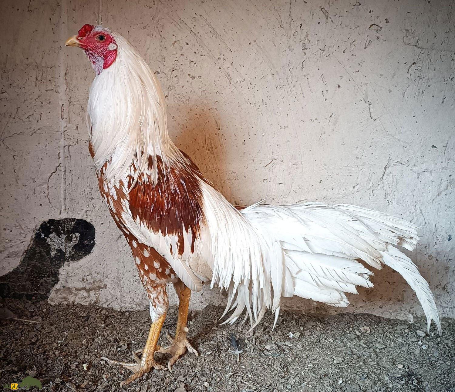 خروس لاری؛ هیولای جنگی ایرانی که با عقاب میجنگد! | کدام نژاد خروس لاری بهتر است، ایرانی یا افغان؟ خروس لاری؛ هیولای جنگی ایرانی که با عقاب میجنگد! | کدام نژاد خروس لاری بهتر است، ایرانی یا افغان؟