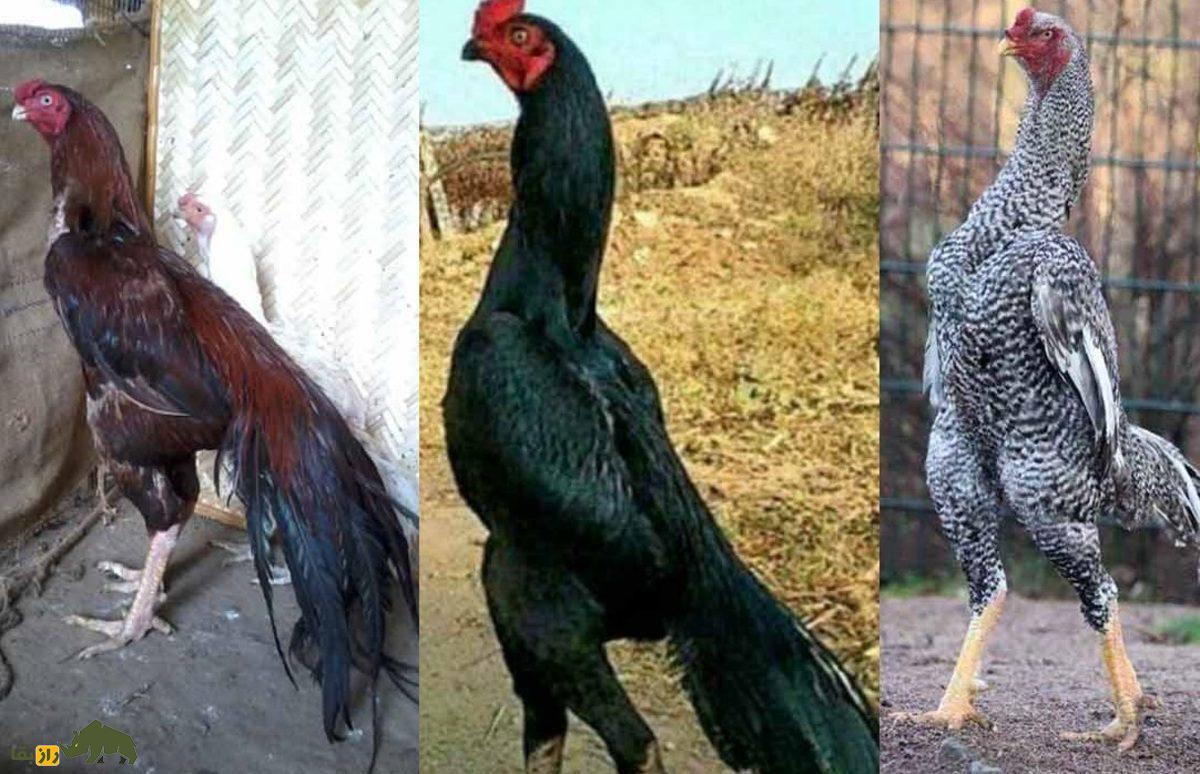 خروس لاری؛ هیولای جنگی ایرانی که با عقاب میجنگد! | کدام نژاد خروس لاری بهتر است، ایرانی یا افغان؟ خروس لاری