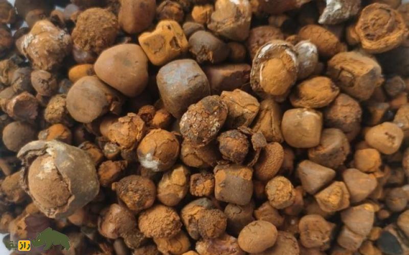 جواهری پنهان در شکم گاو؛ چرا سنگ صفرای گاو سه برابر طلا قیمت دارد؟! سنگ صفرای گاو