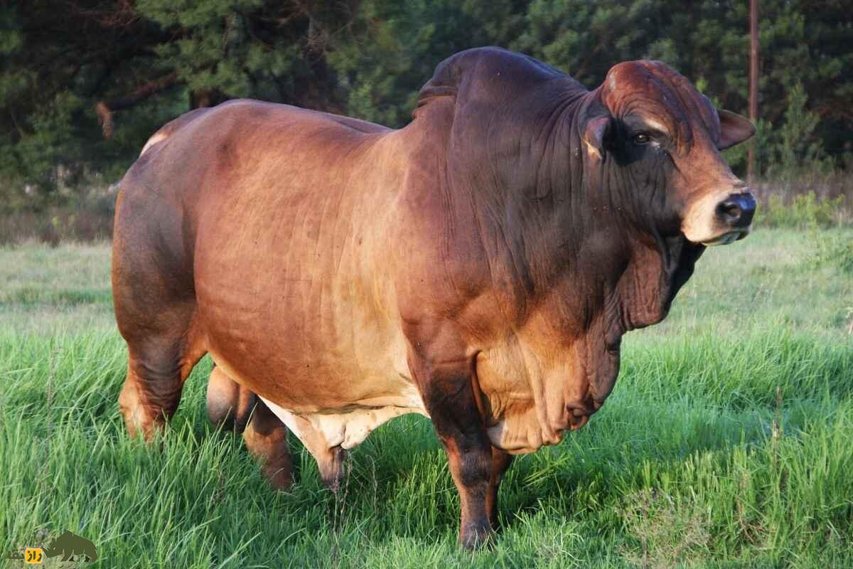 جواهری پنهان در شکم گاو؛ چرا سنگ صفرای گاو سه برابر طلا قیمت دارد؟! گاو بزرگ قهوه ای در زمین سبز