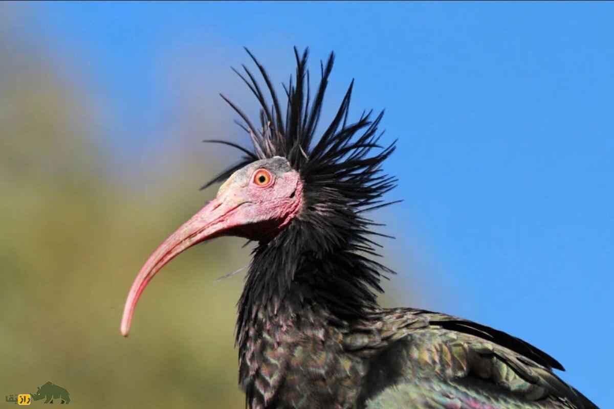 «پیرمرغ گوشه‌گیر»؛ این پرنده خوشمزه و کچل ۳۰۰ سال پس از انقراض دوباره زنده شد!