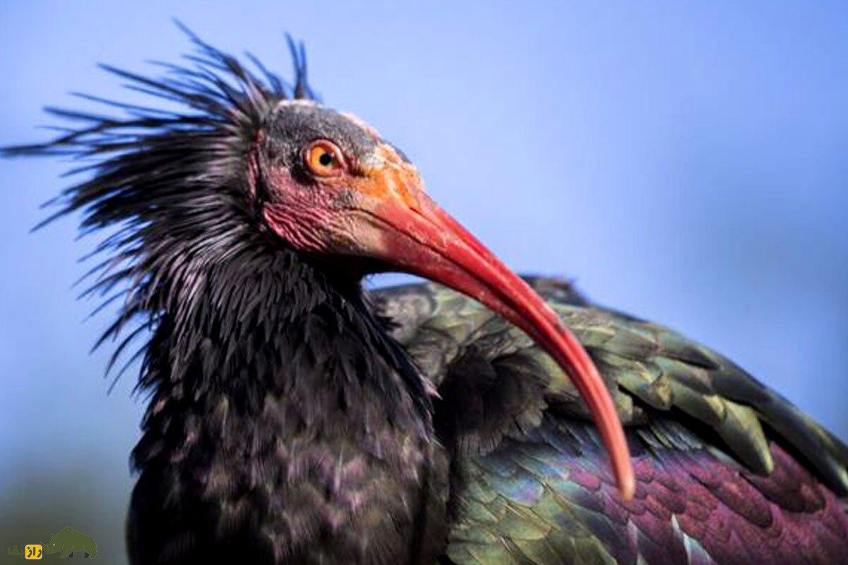 «پیرمرغ گوشه‌گیر»؛ این پرنده خوشمزه و کچل ۳۰۰ سال پس از انقراض دوباره زنده شد!