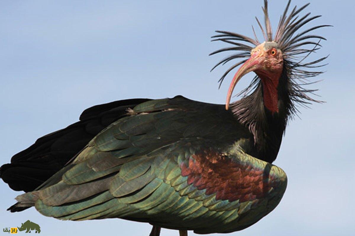 «پیرمرغ گوشه‌گیر»؛ این پرنده خوشمزه و کچل ۳۰۰ سال پس از انقراض دوباره زنده شد!