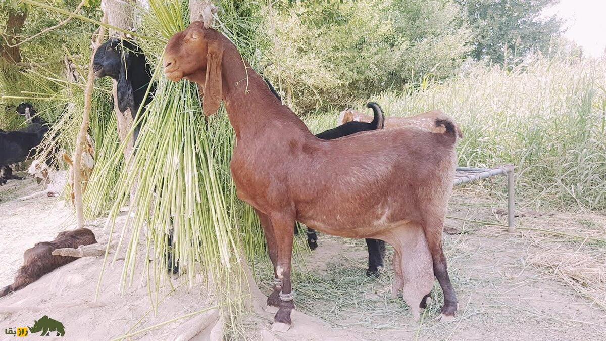 بز ناچی؛ بز منحصر به فرد پاکستانی که به خاطر رقصیدنش پرورش داده می‌شود