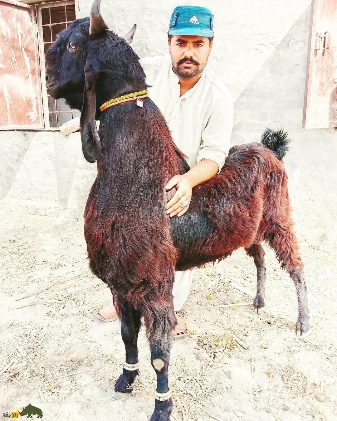 بز ناچی؛ بز پاکستانی معروفی که به خاطر رقصیدنش پرورش داده می‌شود