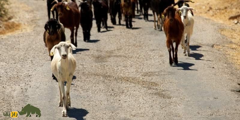 بز ناچی؛ بز پاکستانی معروفی که به خاطر رقصیدنش پرورش داده می‌شود