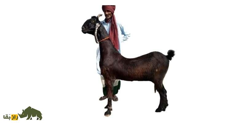 بز ناچی؛ بز پاکستانی معروفی که به خاطر رقصیدنش پرورش داده می‌شود