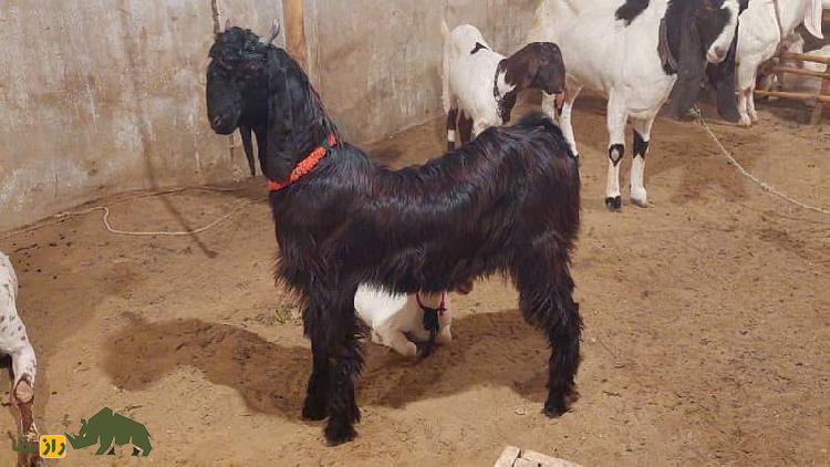 بز ناچی؛ بز پاکستانی معروفی که به خاطر رقصیدنش پرورش داده می‌شود