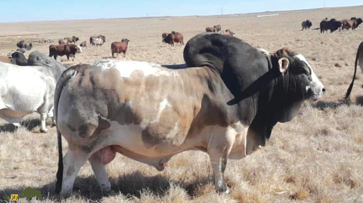 گاو بوران؛ گاو آفریقایی شگفت‌انگیزی که ۲۷ میلیارد تومان قیمت خورد