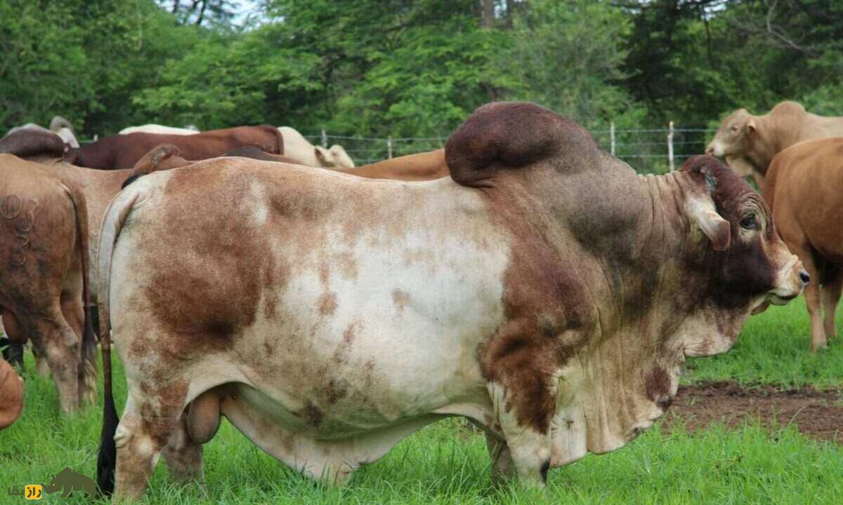 گاو بوران؛ گاو آفریقایی شگفت‌انگیزی که ۲۷ میلیارد تومان قیمت خورد