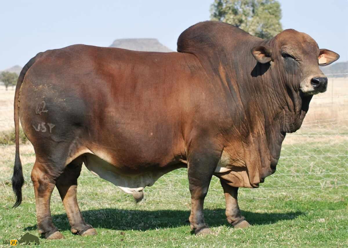 گاو بوران؛ گاو آفریقایی شگفت‌انگیزی که ۲۷ میلیارد تومان قیمت خورد