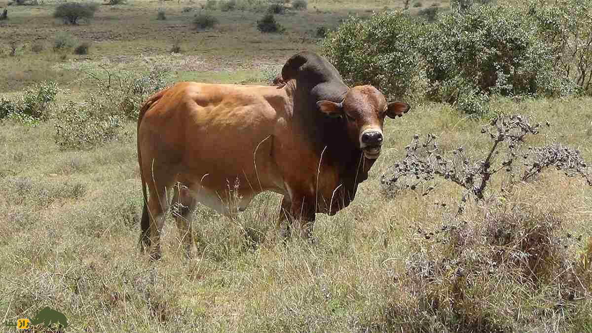 گاو بوران؛ گاو آفریقایی شگفت‌انگیزی که ۲۷ میلیارد تومان قیمت خورد