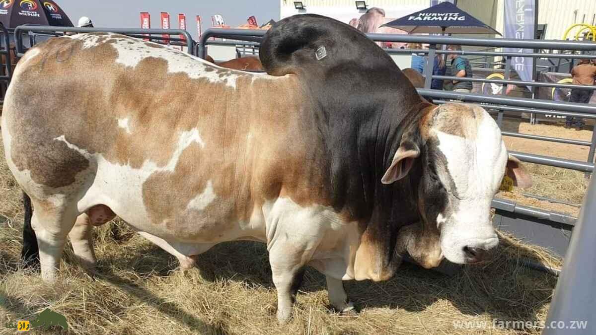 گاو بوران؛ گاو آفریقایی شگفت‌انگیزی که ۲۷ میلیارد تومان قیمت خورد