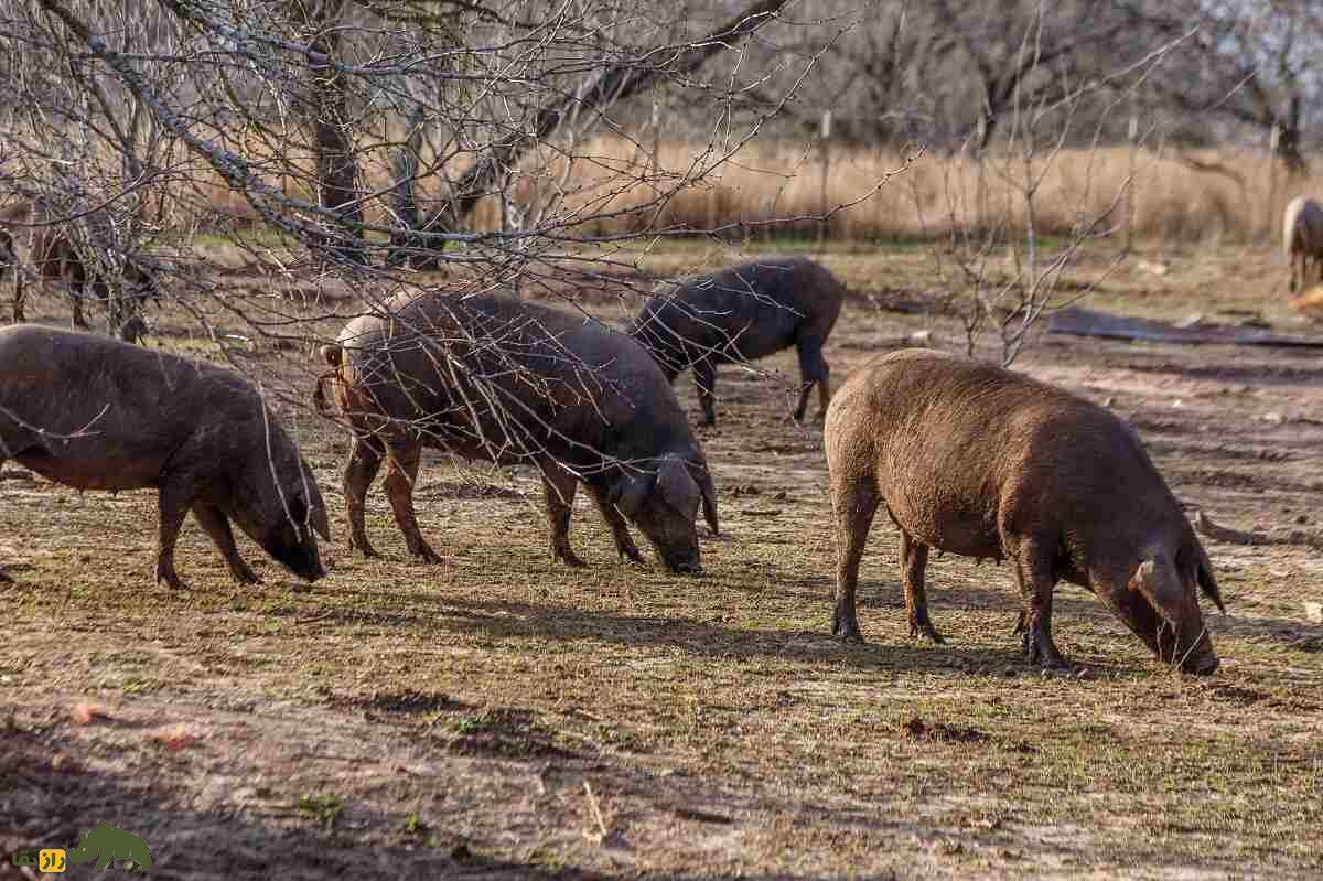 خوک ایبری؛ خوکی که گران‌ترین ژامبون دنیا را تولید می‌کند، هر کیلو 10 میلیون تومان!