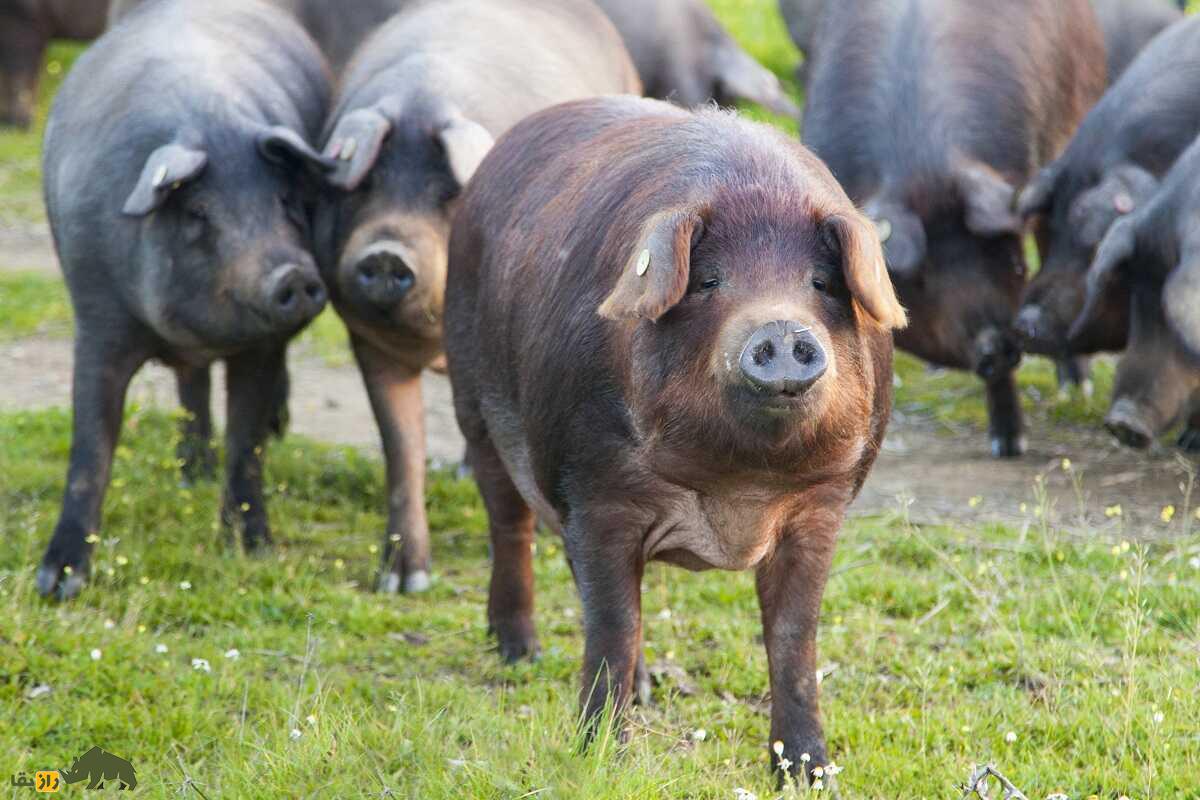 خوک ایبری؛ خوکی که گرانترین ژامبون دنیا را تولید میکند خوک ایبری؛ خوکی که گرانترین ژامبون دنیا را تولید میکند