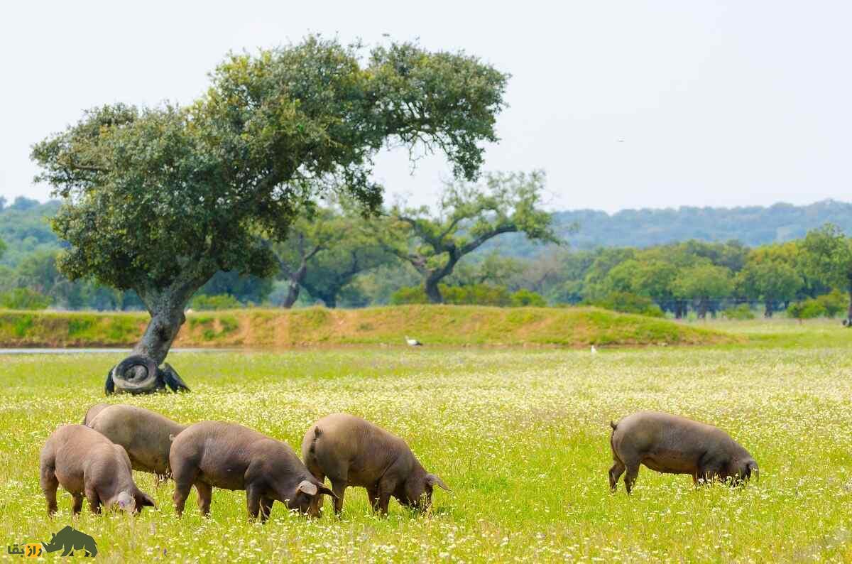 خوک ایبری؛ خوکی که گرانترین ژامبون دنیا را تولید میکند خوک ایبری؛ خوکی که گرانترین ژامبون دنیا را تولید میکند