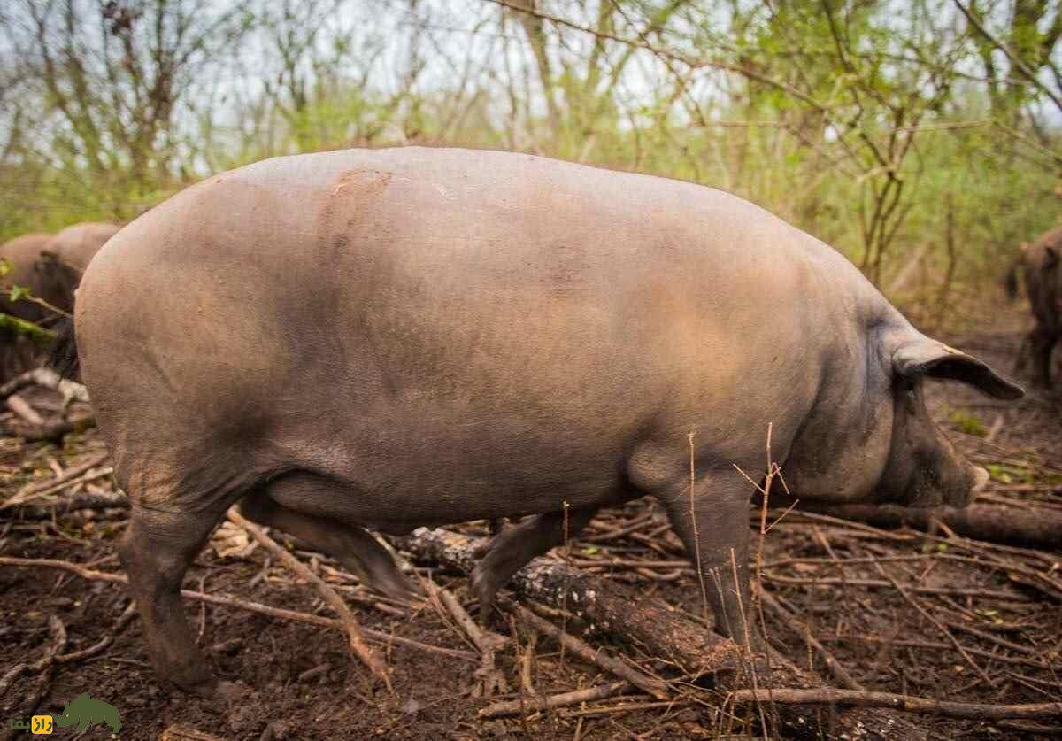 خوک ایبری؛ خوکی که گرانترین ژامبون دنیا را تولید میکند خوک ایبری؛ خوکی که گرانترین ژامبون دنیا را تولید میکند