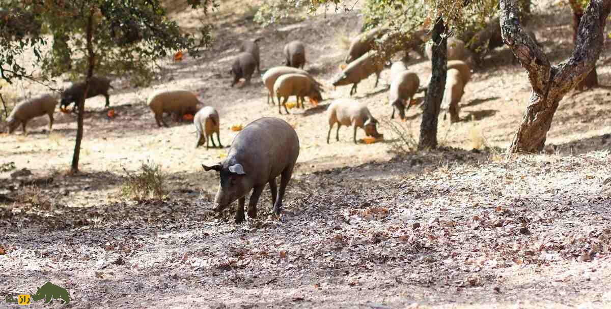 خوک ایبری؛ خوکی که گرانترین ژامبون دنیا را تولید میکند خوک ایبری؛ خوکی که گرانترین ژامبون دنیا را تولید میکند