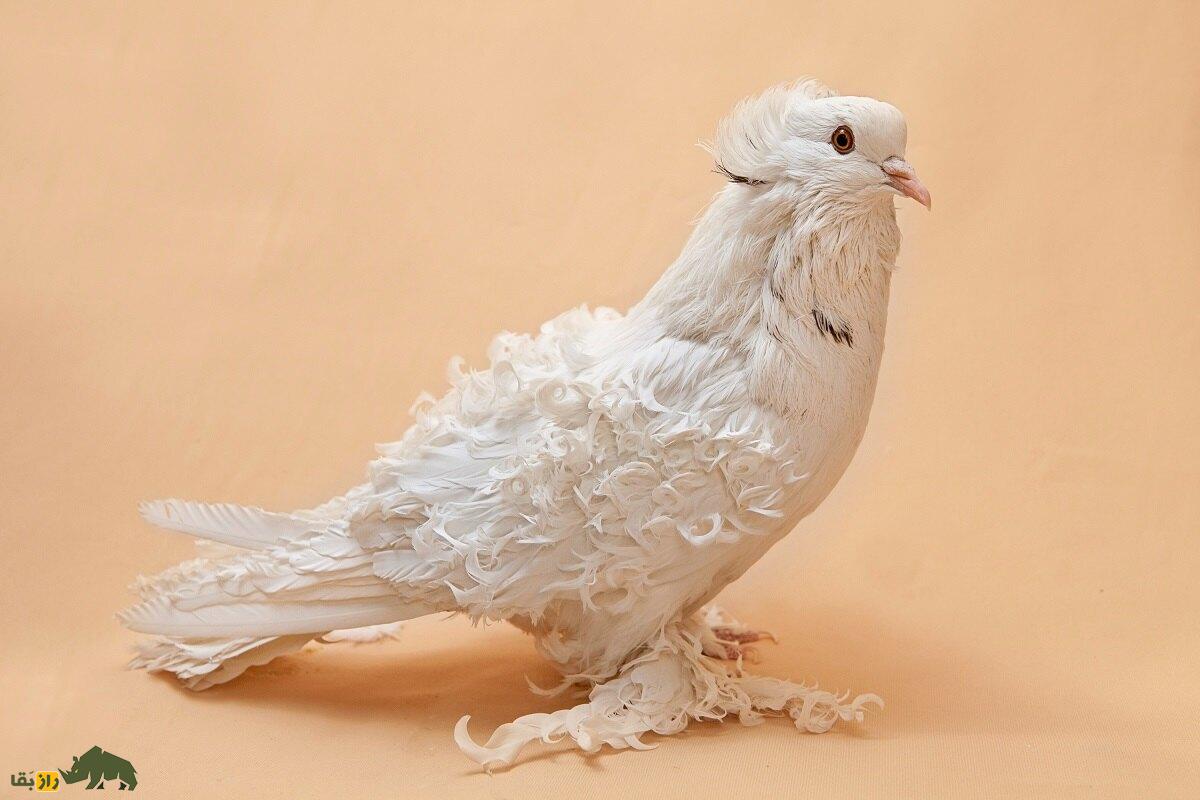 کبوتر «فریل‌بَک»؛ کبوتر عجیب آمریکایی که تمام پرهایش فرفری هستند