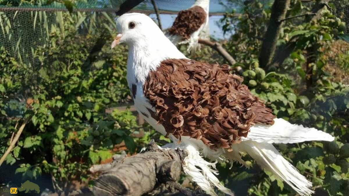 کبوتر «فریل‌بَک»؛ کبوتر عجیب آمریکایی که تمام پرهایش فرفری هستند