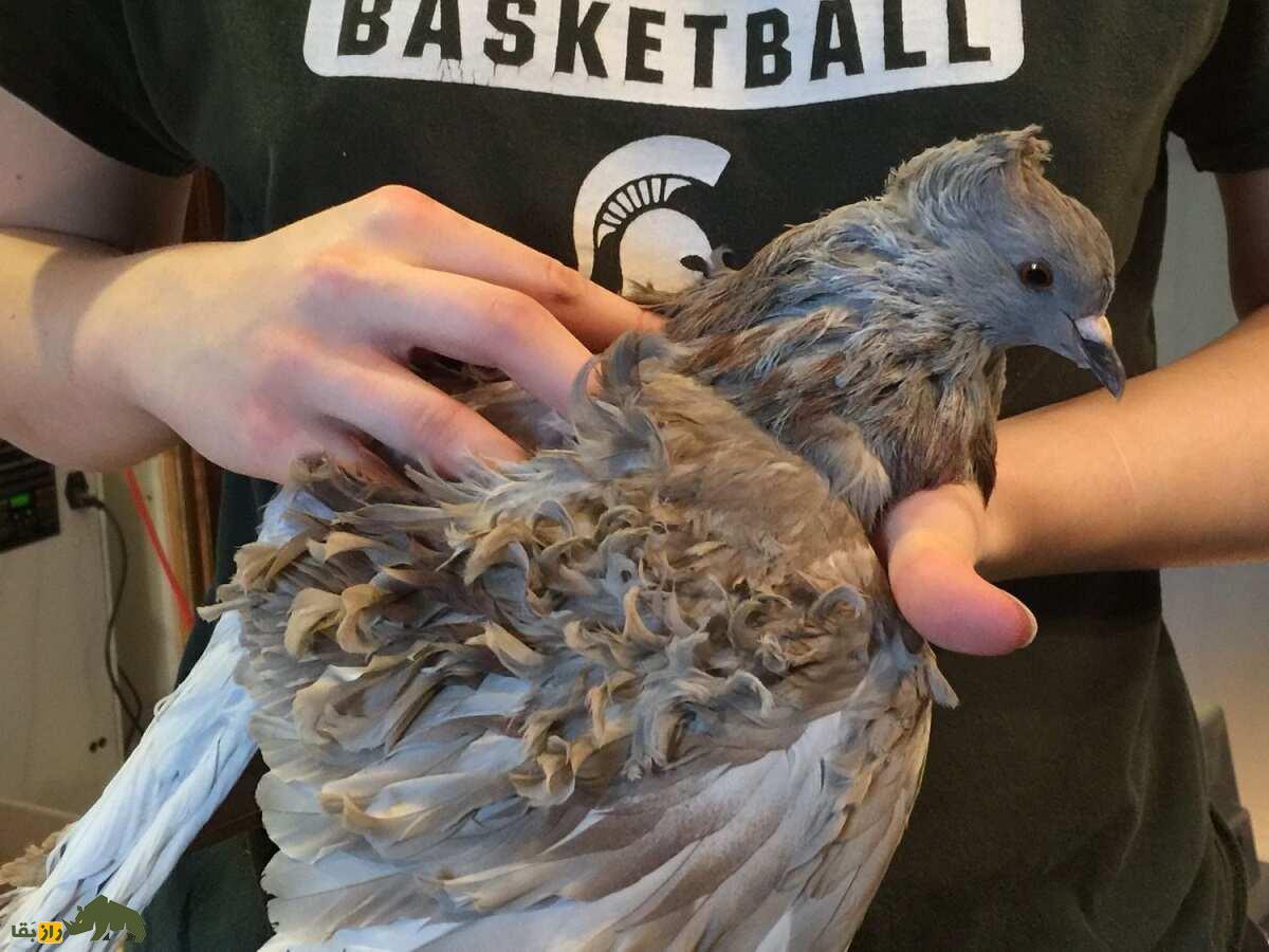 کبوتر «فریل‌بَک»؛ کبوتر عجیب آمریکایی که تمام پرهایش فرفری هستند