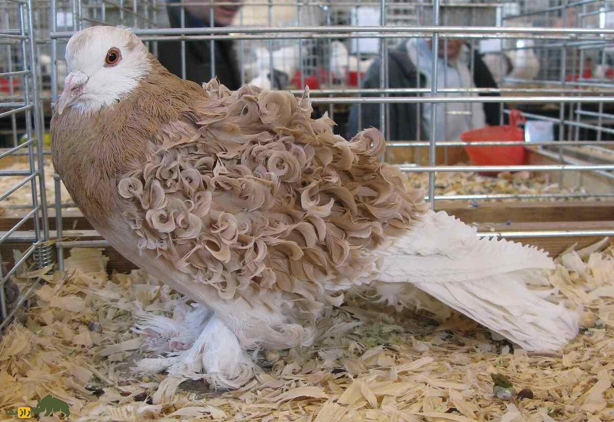 کبوتر «فریل‌بَک»؛ کبوتر عجیب آمریکایی که تمام پرهایش فرفری هستند