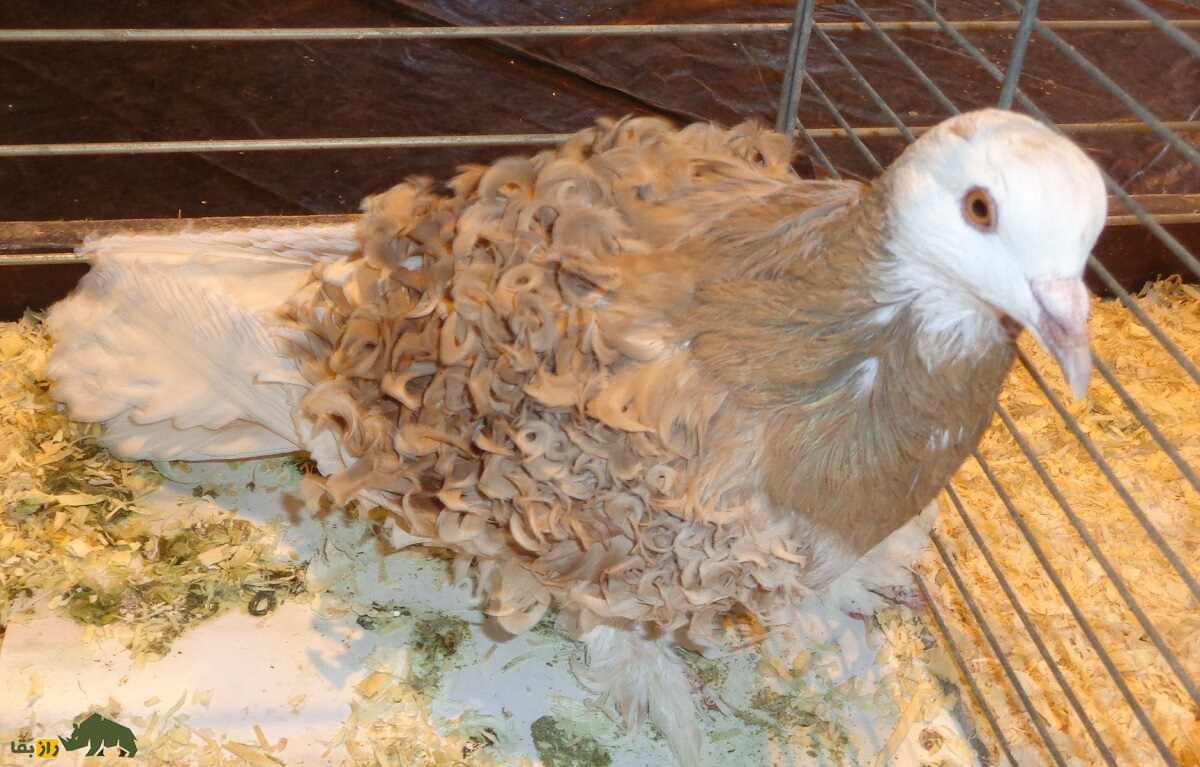 کبوتر «فریل‌بَک»؛ کبوتر عجیب آمریکایی که تمام پرهایش فرفری هستند