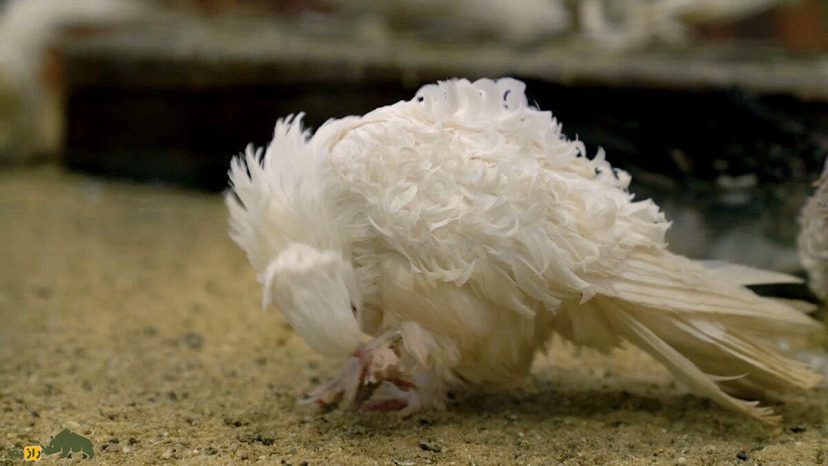 کبوتر «فریل‌بَک»؛ کبوتر عجیب آمریکایی که تمام پرهایش فرفری هستند