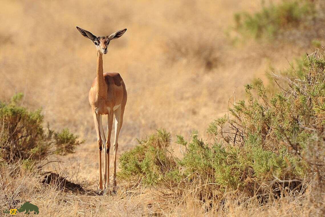 گِرِنوک یا زرافه گردن؛ بز کوهی شگفت‌انگیزی که مثل انسان روی دو پا می‌‍‌ایستد و هرگز آب نمی‌نوشد