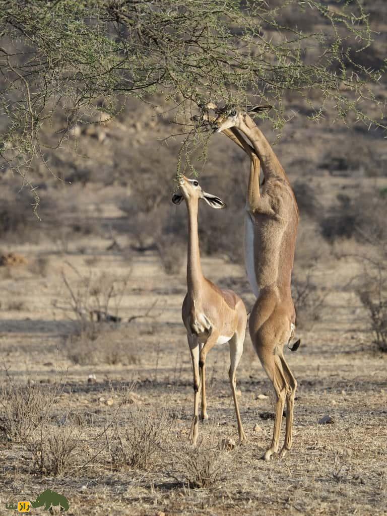 گِرِنوک یا غزال زرافه‌ای؛ حیوان گردن‌درازی که هنگام غذا خوردن مثل انسان می‌‍‌ایستد و هرگز آب نمی‌نوشد