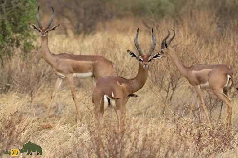گِرِنوک یا غزال زرافه‌ای؛ حیوان گردن‌درازی که هنگام غذا خوردن مثل انسان می‌‍‌ایستد و هرگز آب نمی‌نوشد